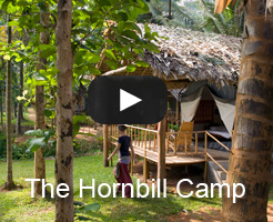 The Hornbill Camp